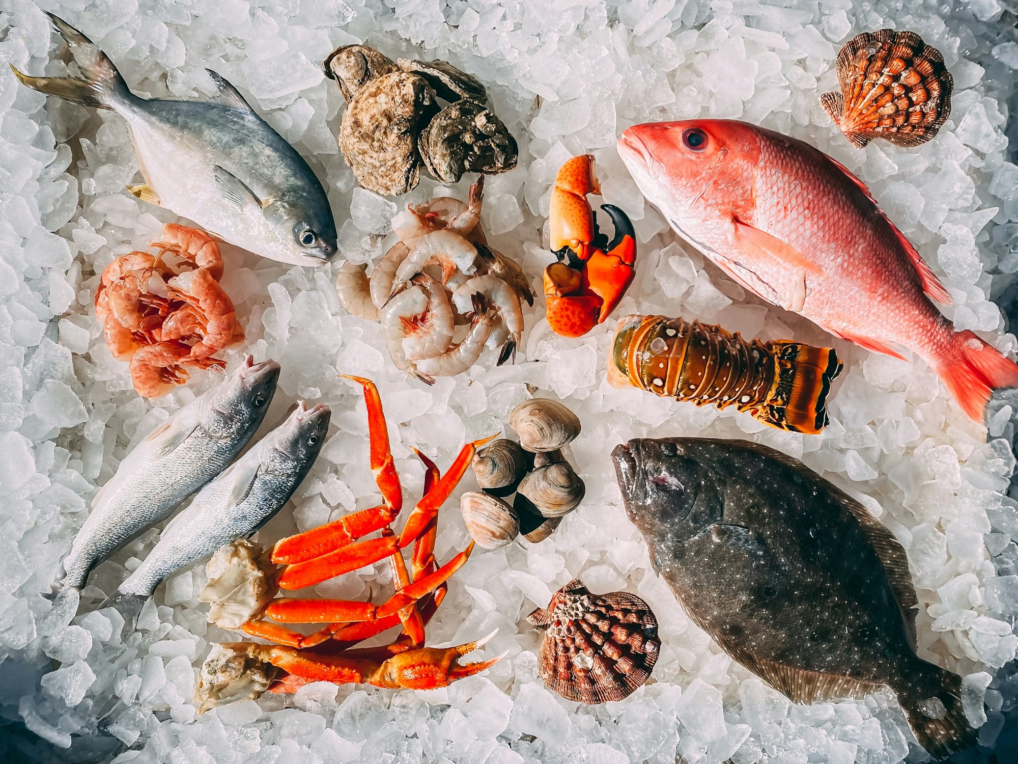 Poissons, coquillages et crustacés présentés sur un lit de glace