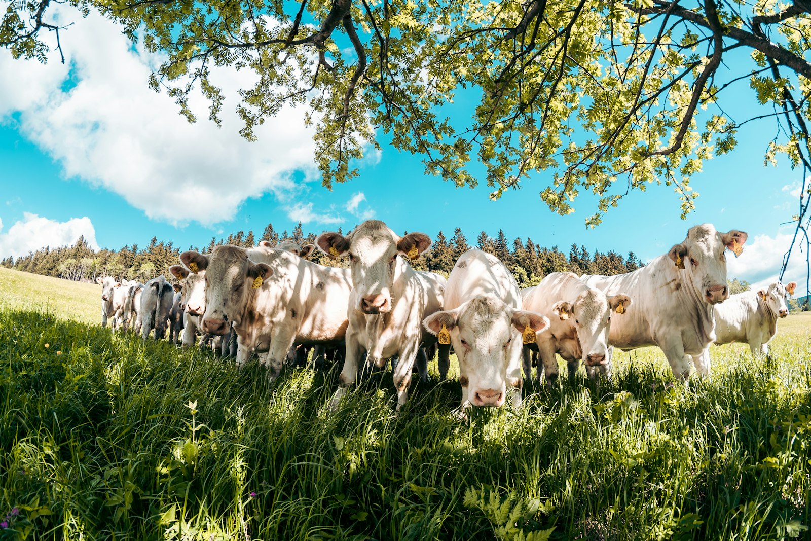 Vaches dans une prairie d'alpage