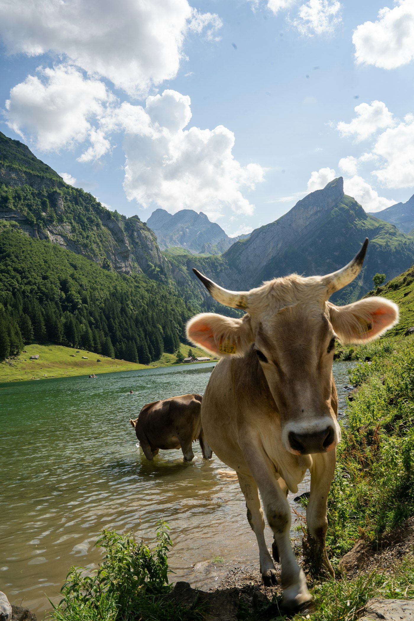 Vache au bord d'un lac d'alpage