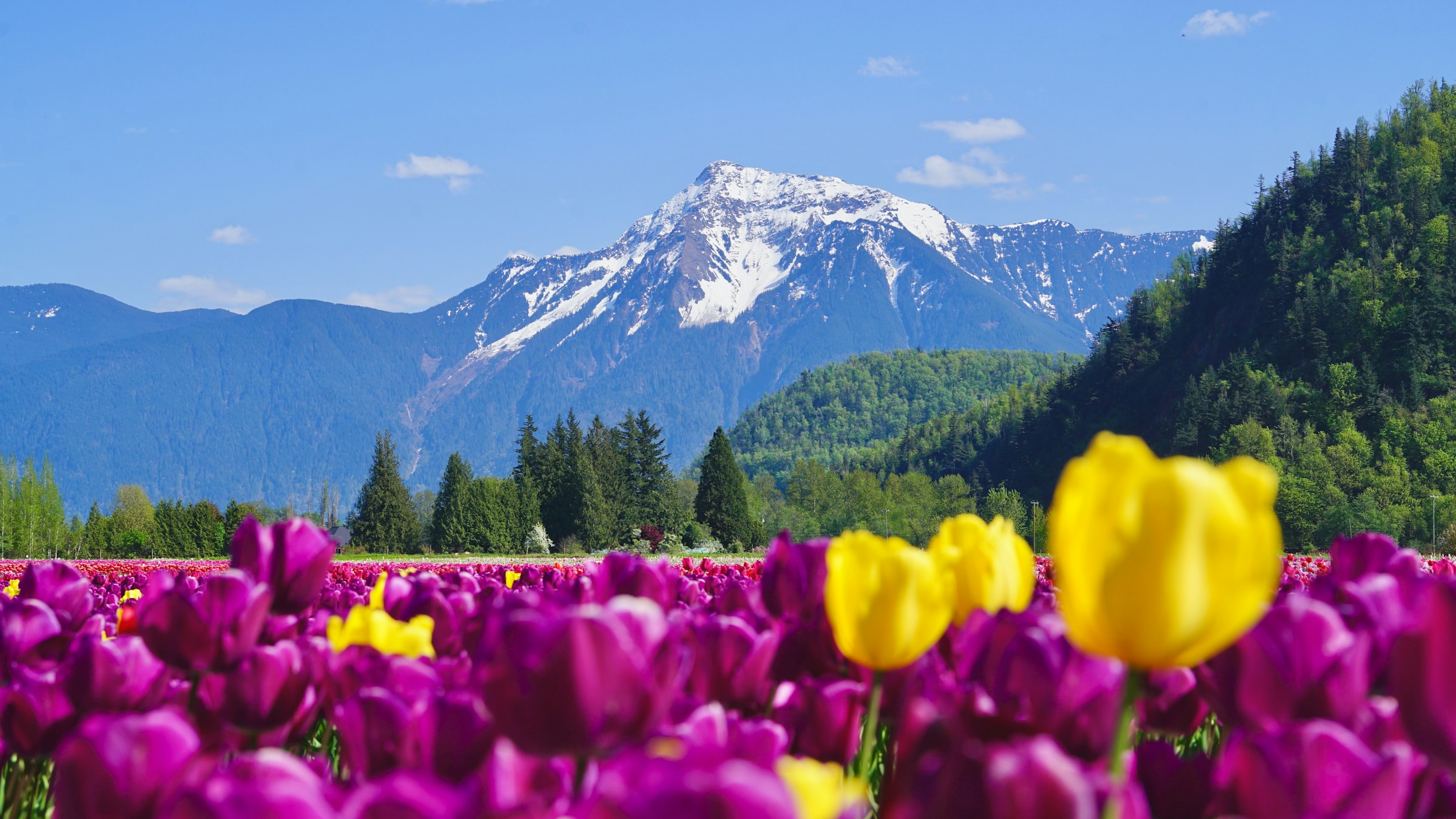 Prairie de tulipes au printemps devant un sommet enneigé