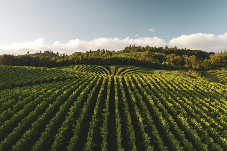 Rangs de vigne sous un ciel clair