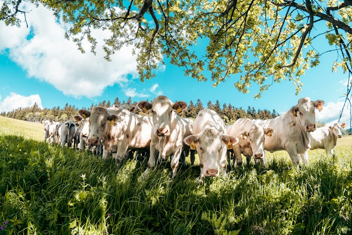 Vaches dans une prairie de montagne