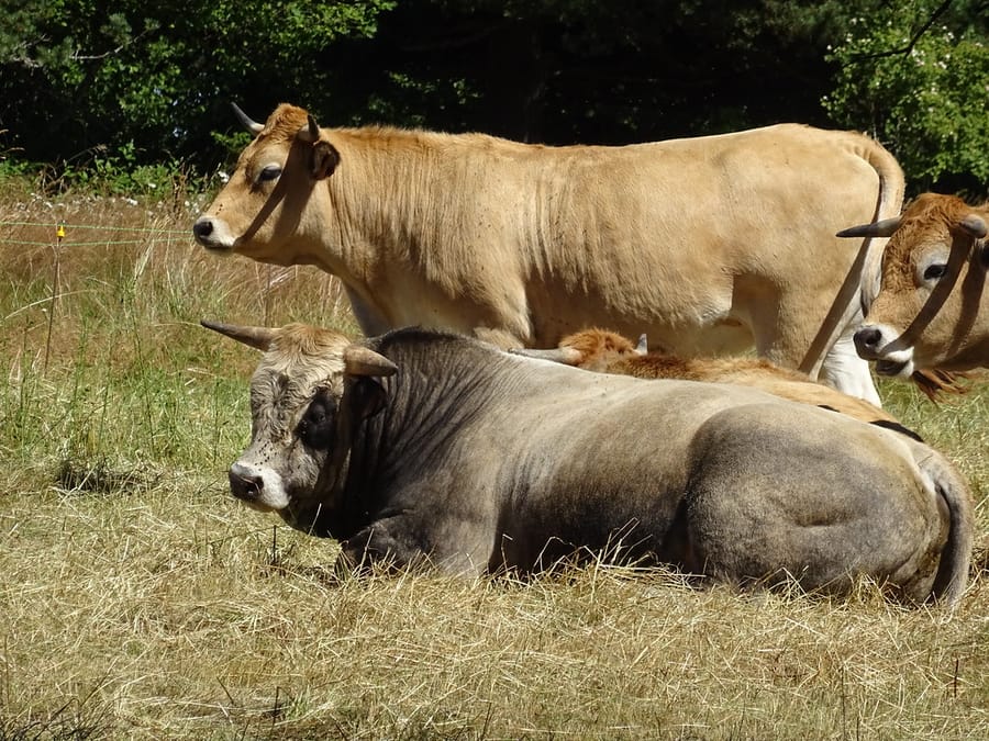 Vaches Aubrac au repos dans un pré