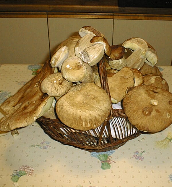 Panier de champignons des bois