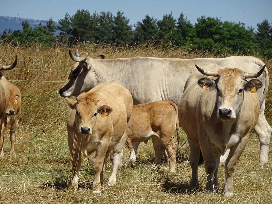 Vaches et veaux de race Aubrac dans un pré au sud de Saint-Flour