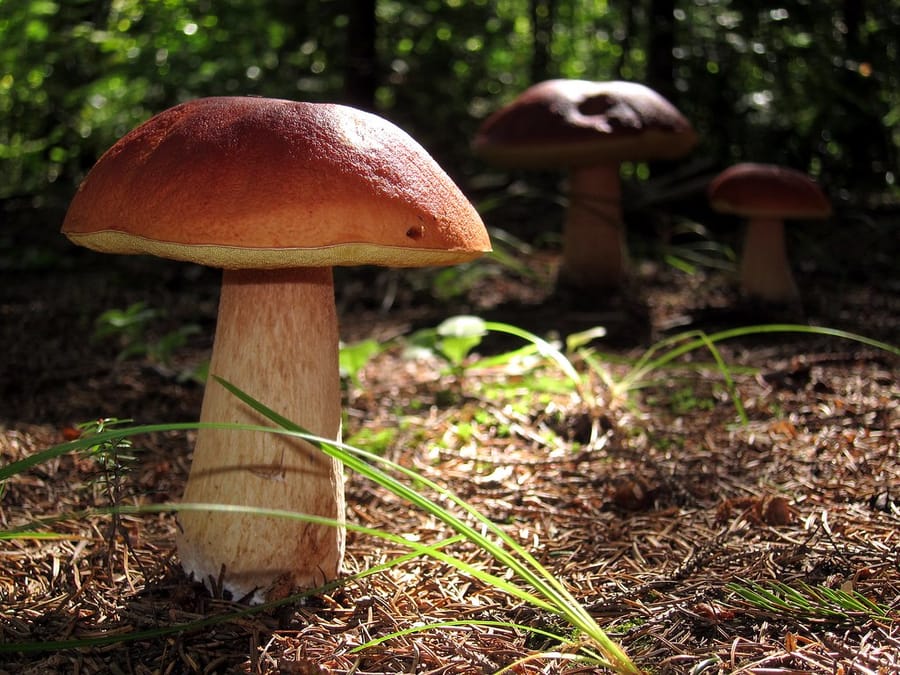 Cèpes dans un sous-bois