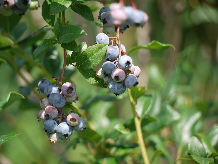Grappes de myrtilles sur leur branche
