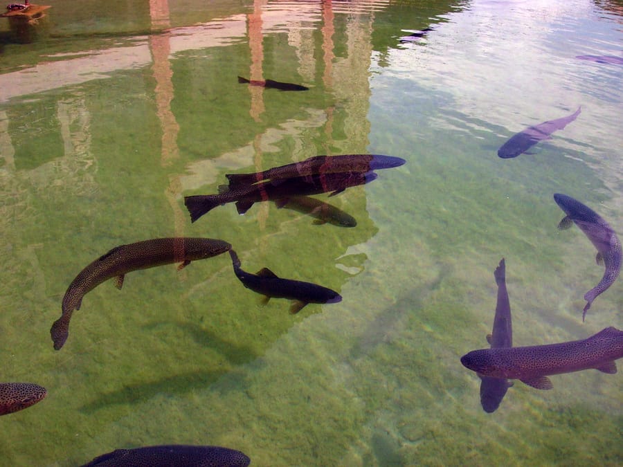 Truites dans une eau claire